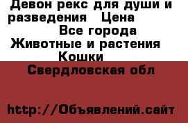 Девон рекс для души и разведения › Цена ­ 20 000 - Все города Животные и растения » Кошки   . Свердловская обл.